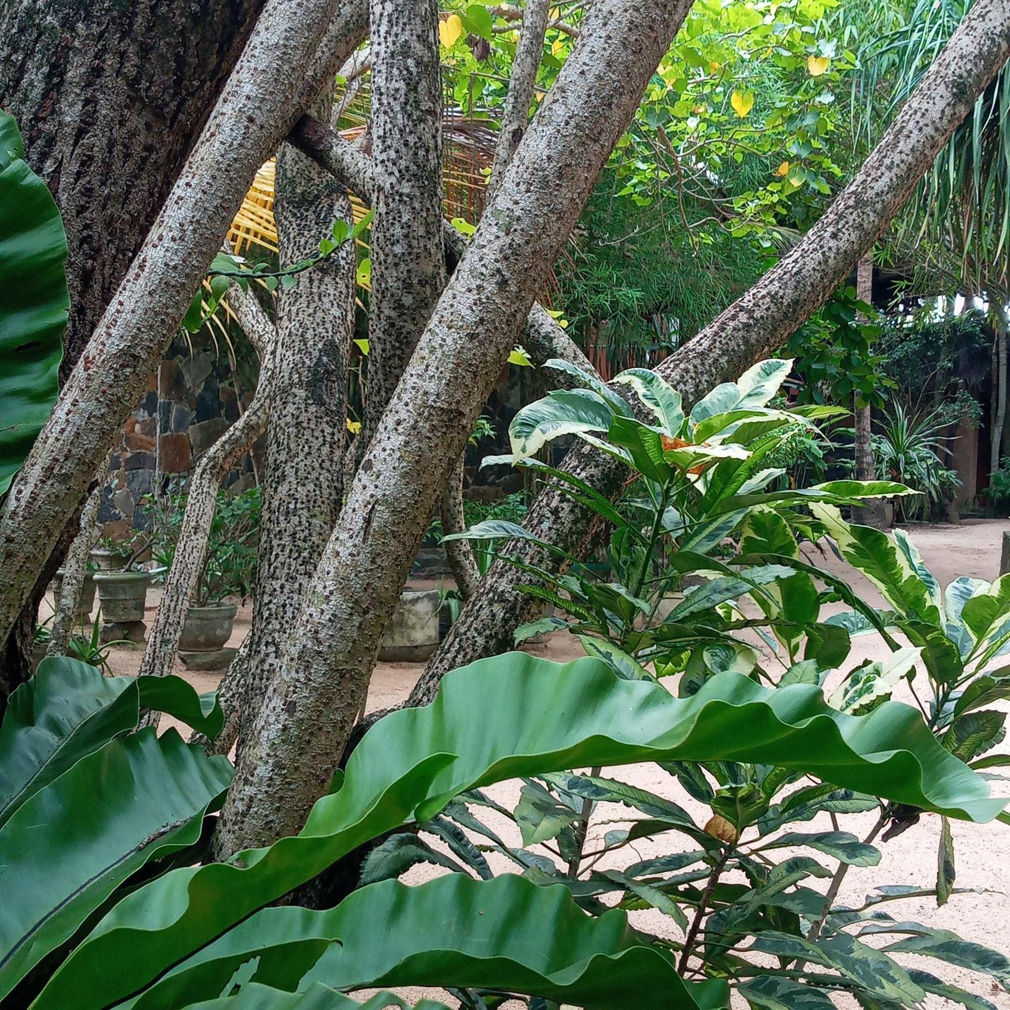 Cinnabar Resort Tangalle Exterior photo